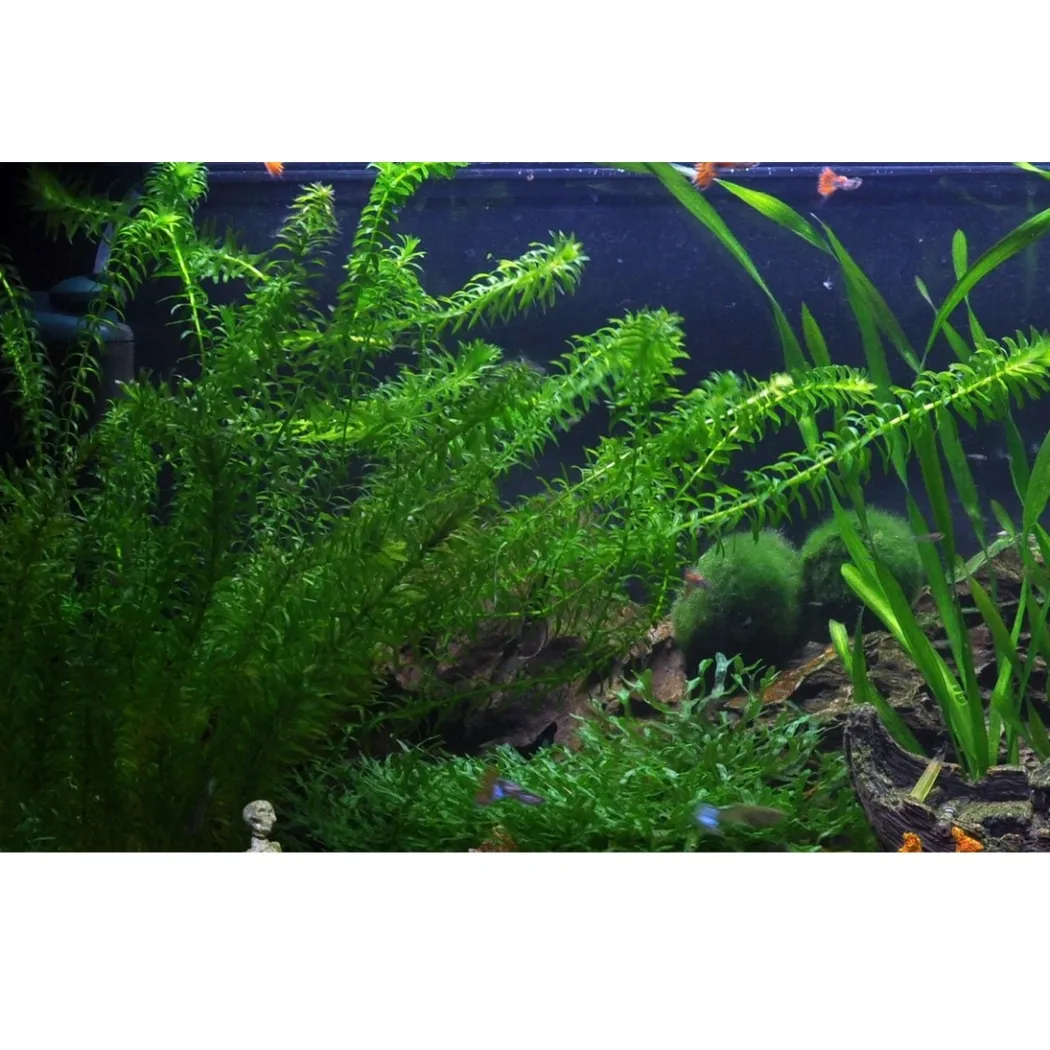 Tropica Egeria densa bundt plantestængler (Vandpest)