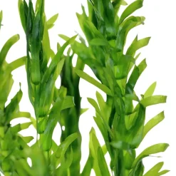 Tropica Egeria densa bundt plantestængler (Vandpest)