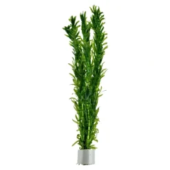 Tropica Egeria densa bundt plantestængler (Vandpest)