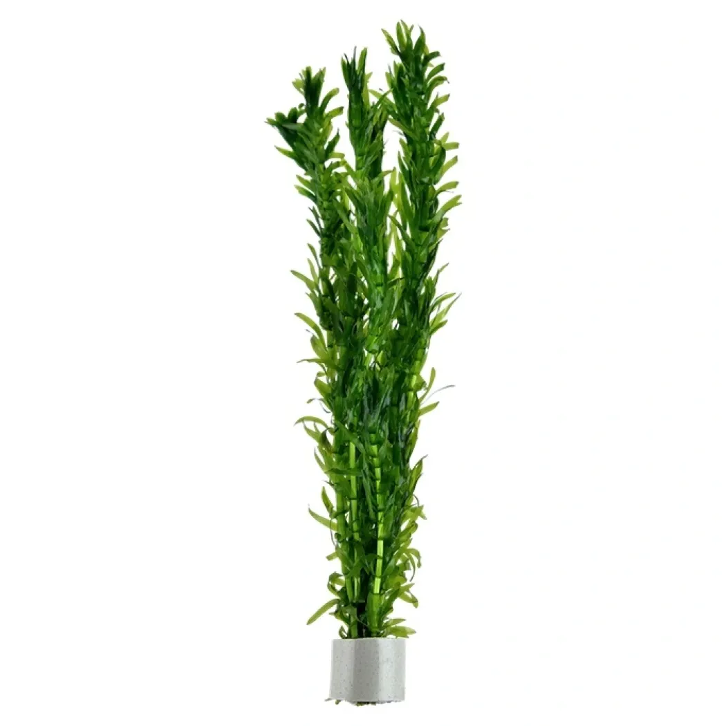 Tropica Egeria densa bundt plantestængler (Vandpest)