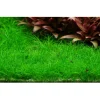 Tropica Eleocharis acicularis Mini 1-2-GROW x 3