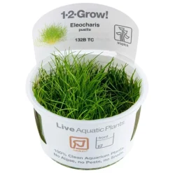Tropica Eleocharis acicularis Mini 1-2-GROW x 3