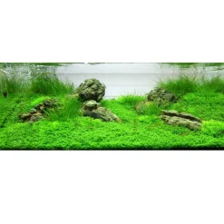 Tropica Eleocharis acicularis Mini 1-2-GROW x 3