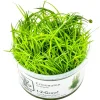 Tropica Eriocaulon cinereum 1-2-Grow