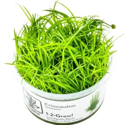 Tropica Eriocaulon cinereum 1-2-Grow