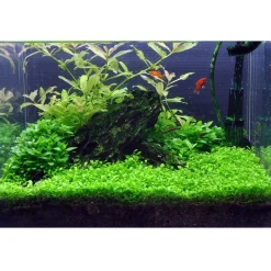 Tropica Glossostigma elatinoides 1-2-GROW x 3
