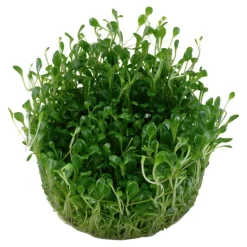 Tropica Glossostigma elatinoides 1-2-GROW x 3