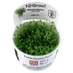 Tropica Glossostigma elatinoides 1-2-GROW x 3