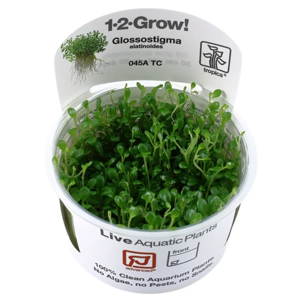 Tropica Glossostigma elatinoides 1-2-GROW x 3
