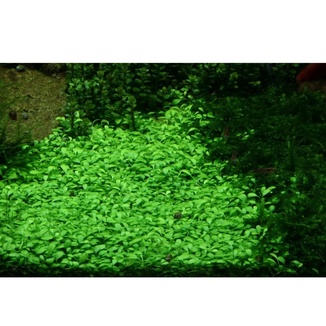 Tropica Glossostigma elatinoides 1-2-GROW x 3