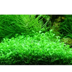 Tropica Glossostigma elatinoides 1-2-GROW x 3