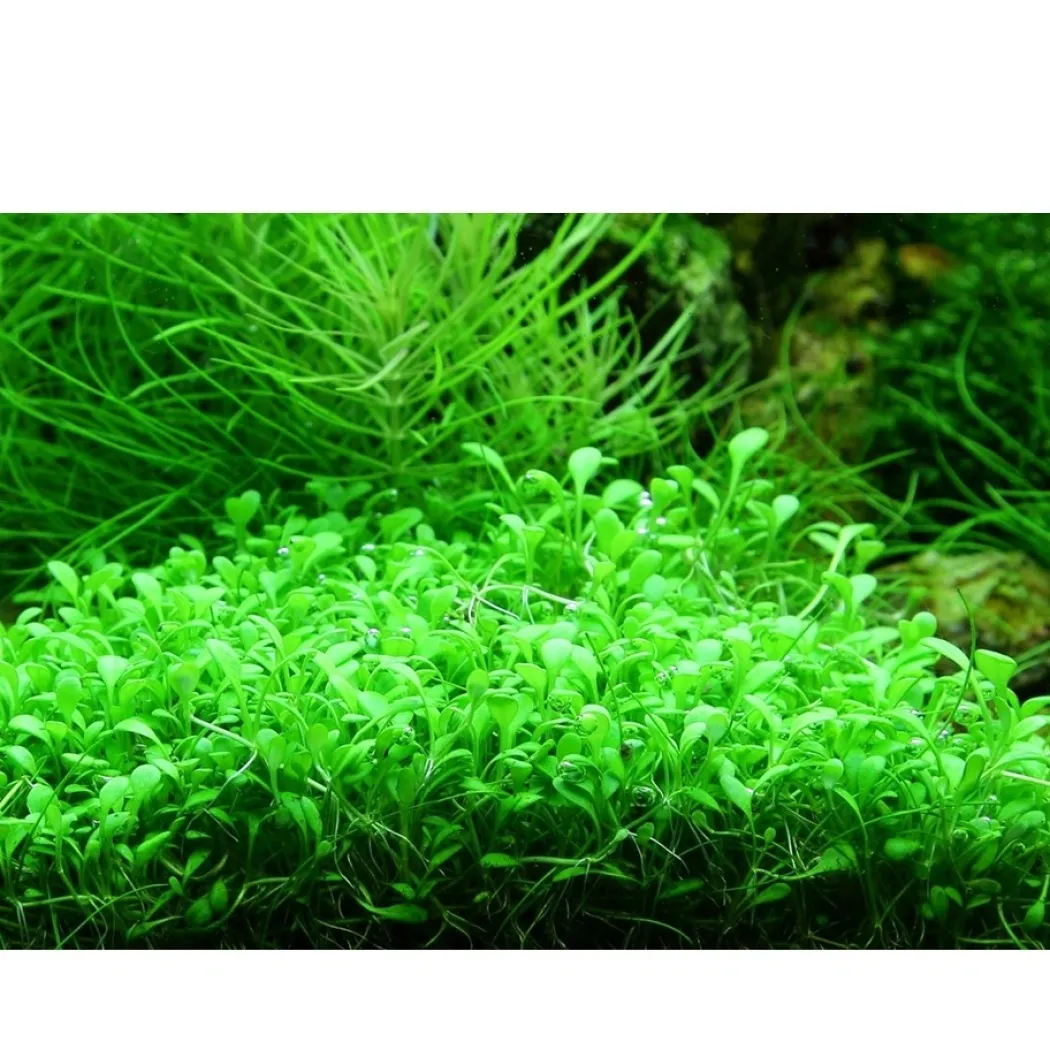 Tropica Glossostigma elatinoides 1-2-GROW x 3