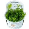 Tropica Gratiola viscidula 1-2-GROW