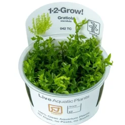 Tropica Gratiola viscidula 1-2-GROW