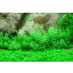 Tropica Gratiola viscidula 1-2-GROW