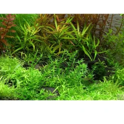 Tropica Gratiola viscidula 1-2-GROW
