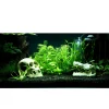 Tropica Helanthium Quadricostatus 1-2-GROW