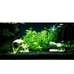 Tropica Helanthium Quadricostatus 1-2-GROW