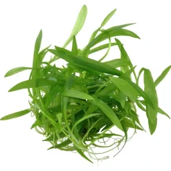 Tropica Helanthium Quadricostatus 1-2-GROW