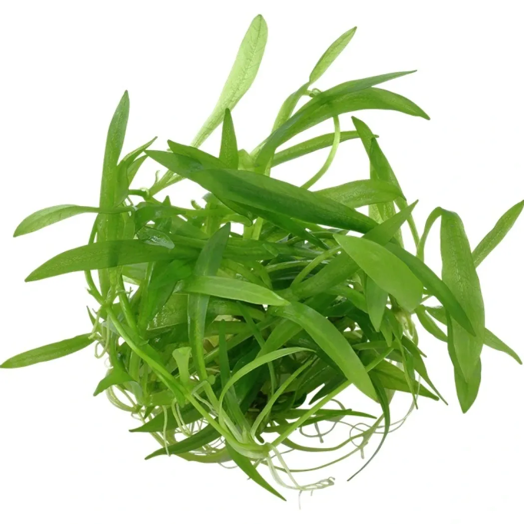 Tropica Helanthium Quadricostatus 1-2-GROW