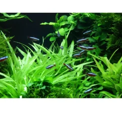 Tropica Helanthium Quadricostatus 1-2-GROW