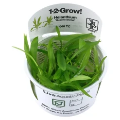 Tropica Helanthium Quadricostatus 1-2-GROW