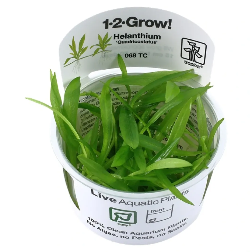 Tropica Helanthium Quadricostatus 1-2-GROW