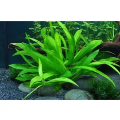Tropica Helanthium Quadricostatus 1-2-GROW