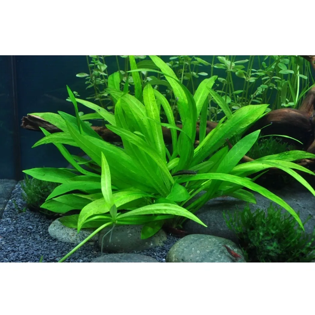 Tropica Helanthium Quadricostatus 1-2-GROW