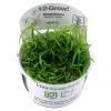 Tropica Helanthium tenellum Green 1-2-GROW