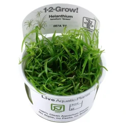 Tropica Helanthium tenellum Green 1-2-GROW