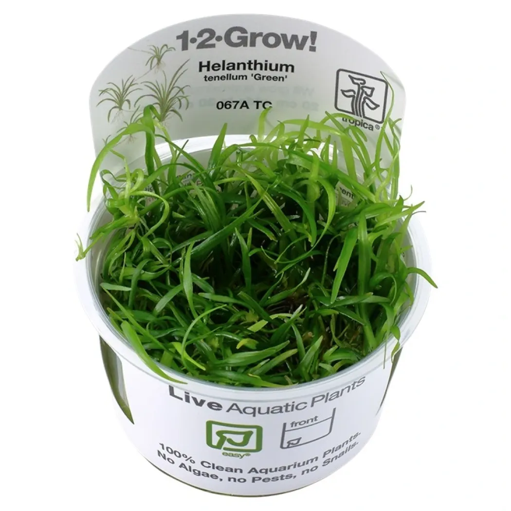 Tropica Helanthium tenellum Green 1-2-GROW