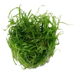 Tropica Helanthium tenellum Green 1-2-GROW