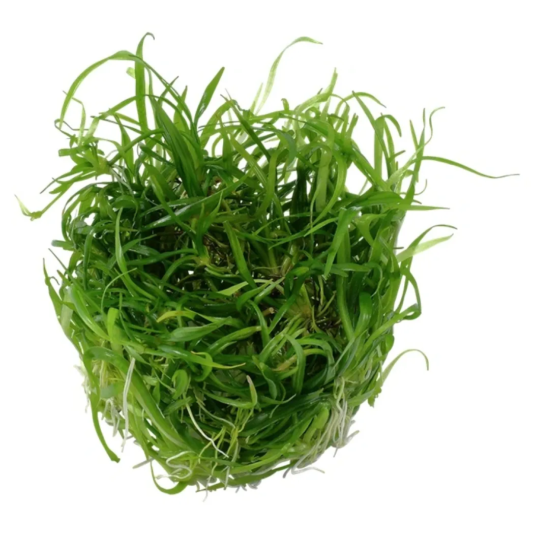 Tropica Helanthium tenellum Green 1-2-GROW