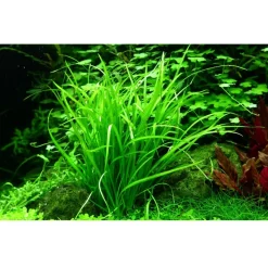 Tropica Helanthium tenellum Green 1-2-GROW
