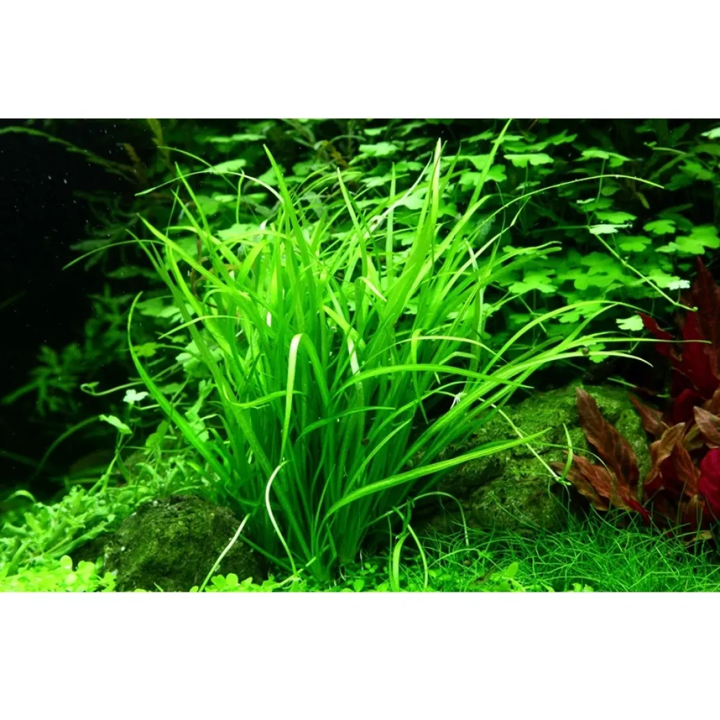 Tropica Helanthium tenellum Green 1-2-GROW