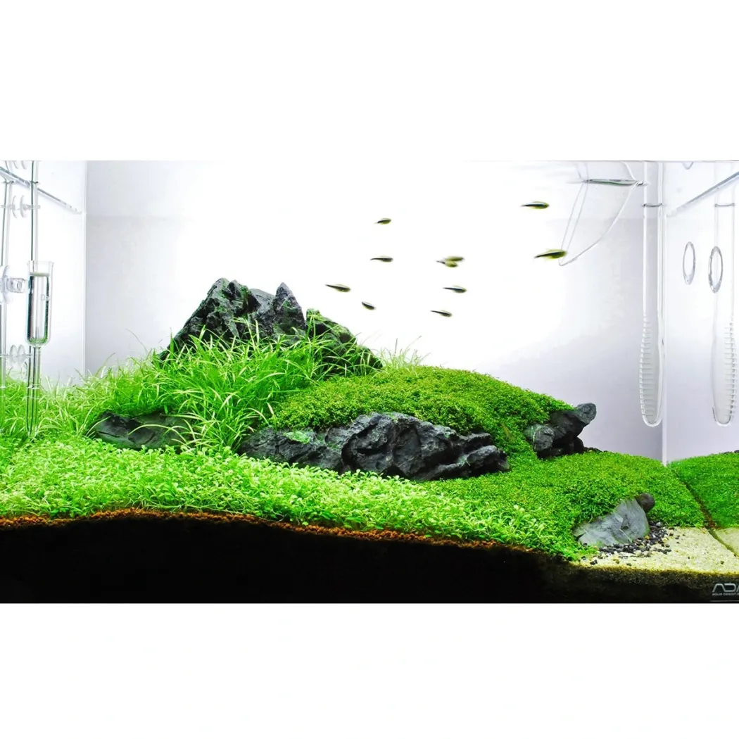 Tropica Helanthium tenellum Green 1-2-GROW