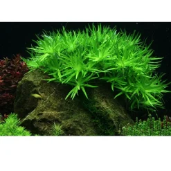 Tropica Heteranthera zosterifolia 1-2-GROW x 3