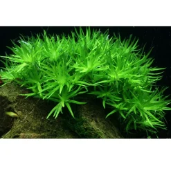 Tropica Heteranthera zosterifolia 1-2-GROW x 3