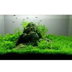 Tropica Heteranthera zosterifolia 1-2-GROW x 3
