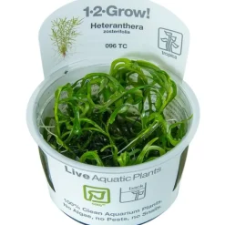 Tropica Heteranthera zosterifolia 1-2-GROW x 3