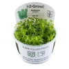 Tropica Hottonia Palustris 1-2-Grow