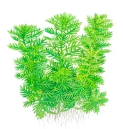 Tropica Hottonia Palustris 1-2-Grow