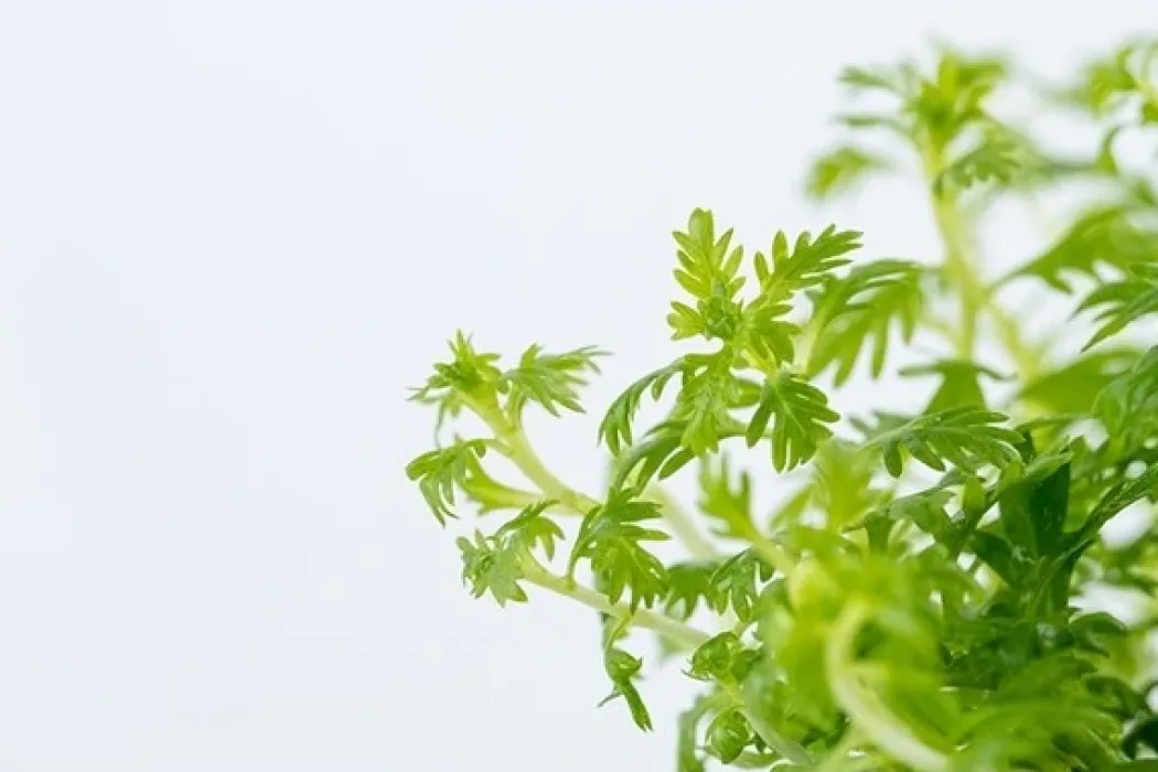 Tropica Hottonia Palustris 1-2-Grow