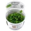Tropica Hydrocotyle tripartita 1-2-GROW x 3