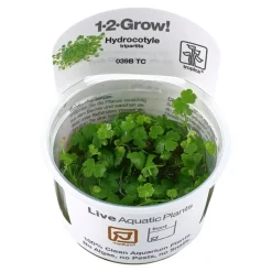 Tropica Hydrocotyle tripartita 1-2-GROW x 3