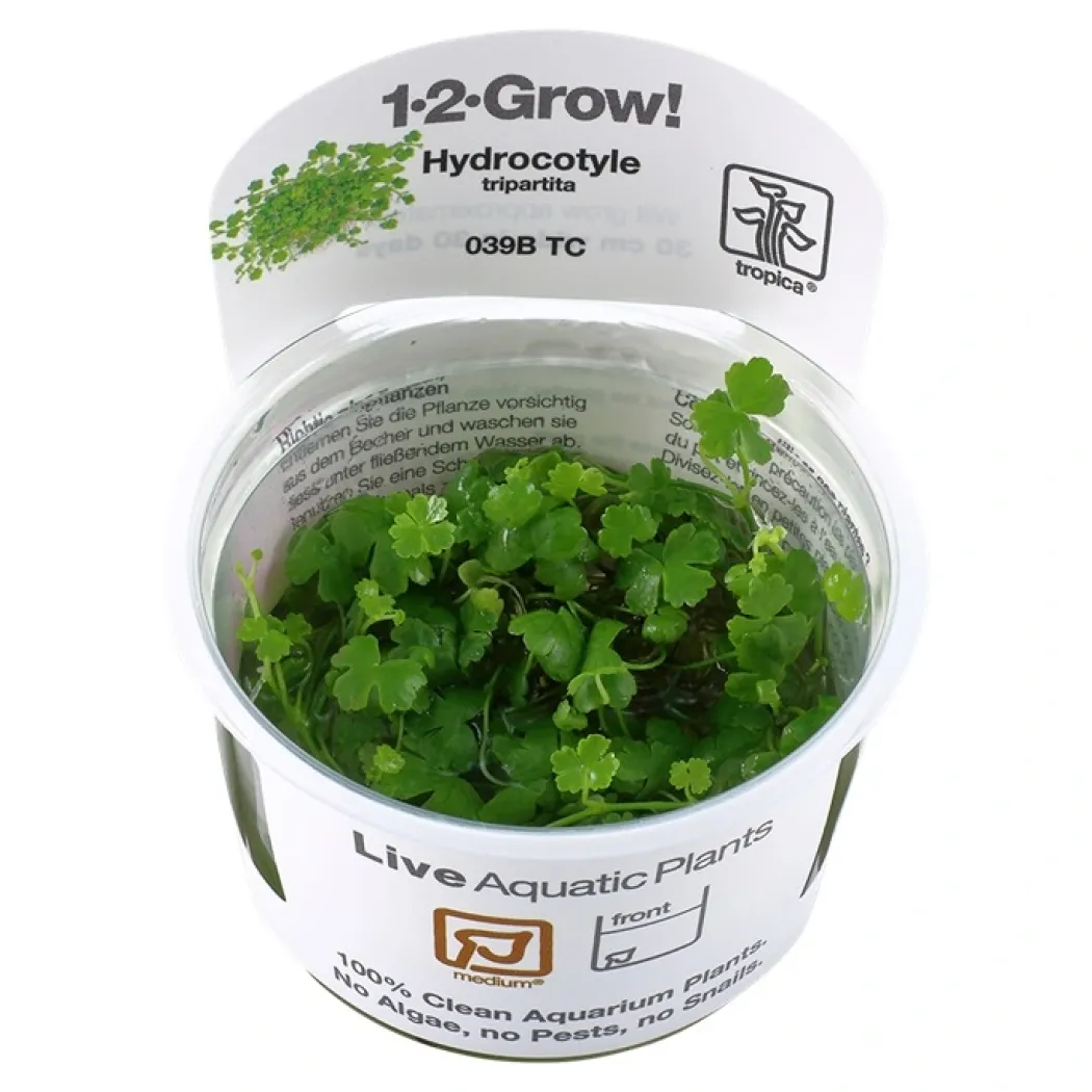 Tropica Hydrocotyle tripartita 1-2-GROW x 3