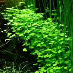 Tropica Hydrocotyle tripartita 1-2-GROW x 3