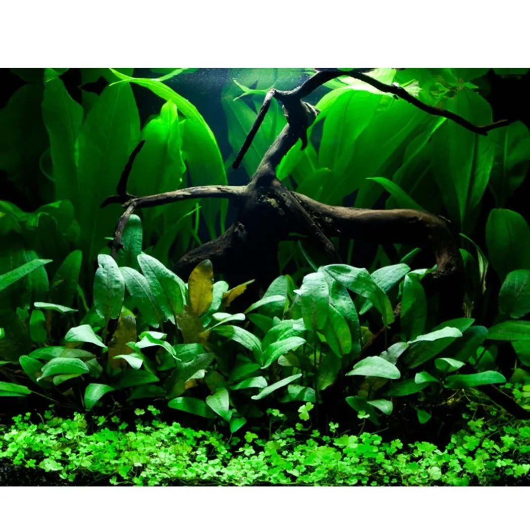 Tropica Hydrocotyle tripartita 1-2-GROW x 3