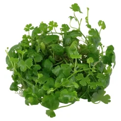 Tropica Hydrocotyle tripartita 1-2-GROW x 3